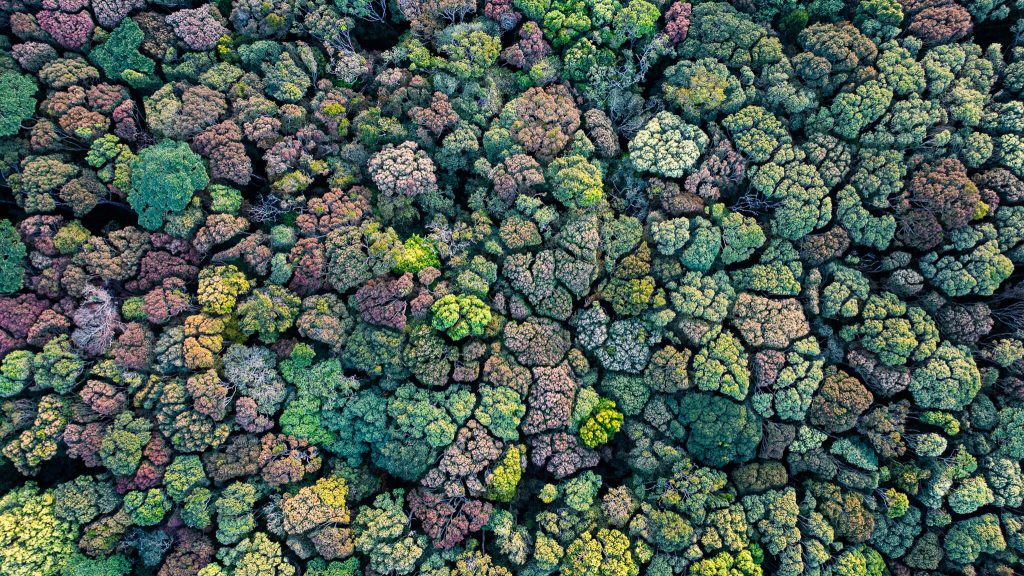 Rừng Măng Đen nhìn từ flycam với thảm thực vật xanh đa tầng, hệ sinh thái rừng nguyên sinh đặc trưng của Măng Đen