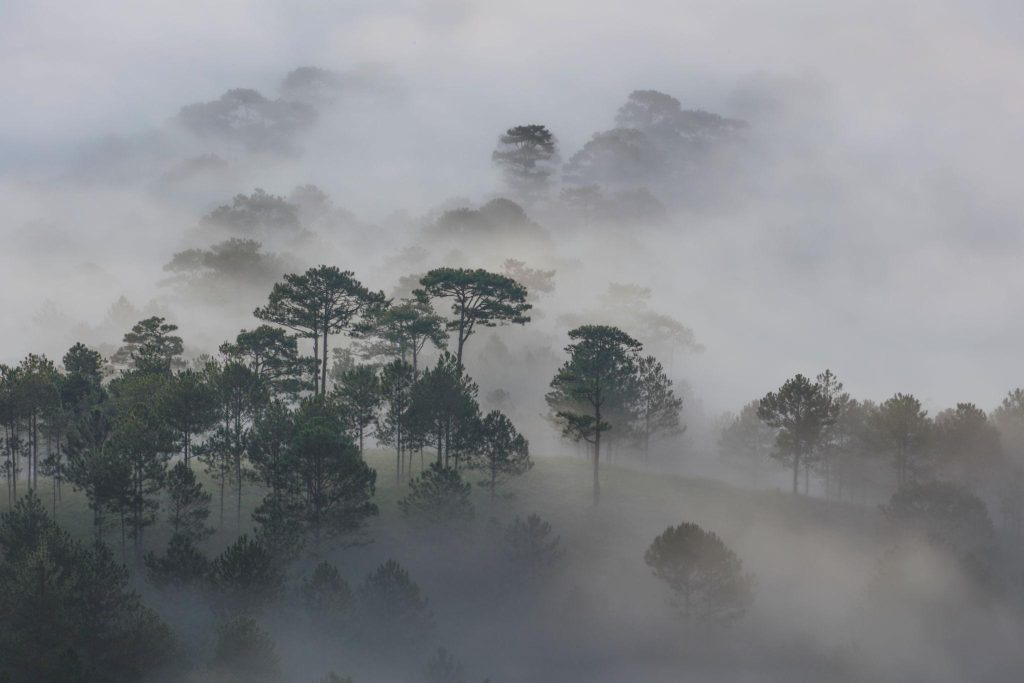 Rừng thông xanh mát tại Măng Đen với sương mù buổi sáng
